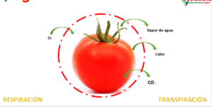 Aplicación de cera vegetal