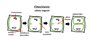 Citoquinina