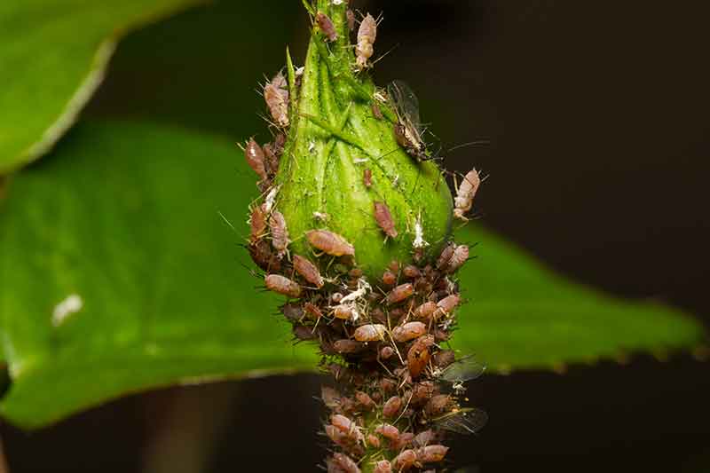 Principales Plagas Que Afectan Las Flores Pulgones Mosca Blanca Y