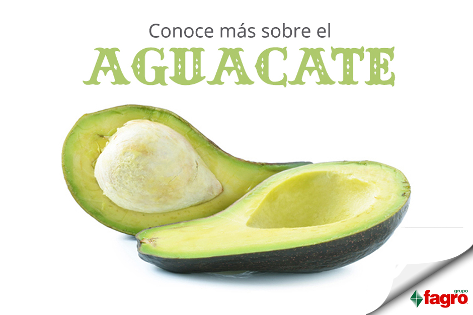 Conoce más sobre el Aguacate