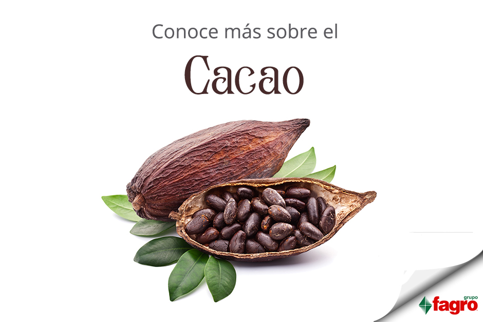 Conoce más sobre el Cacao