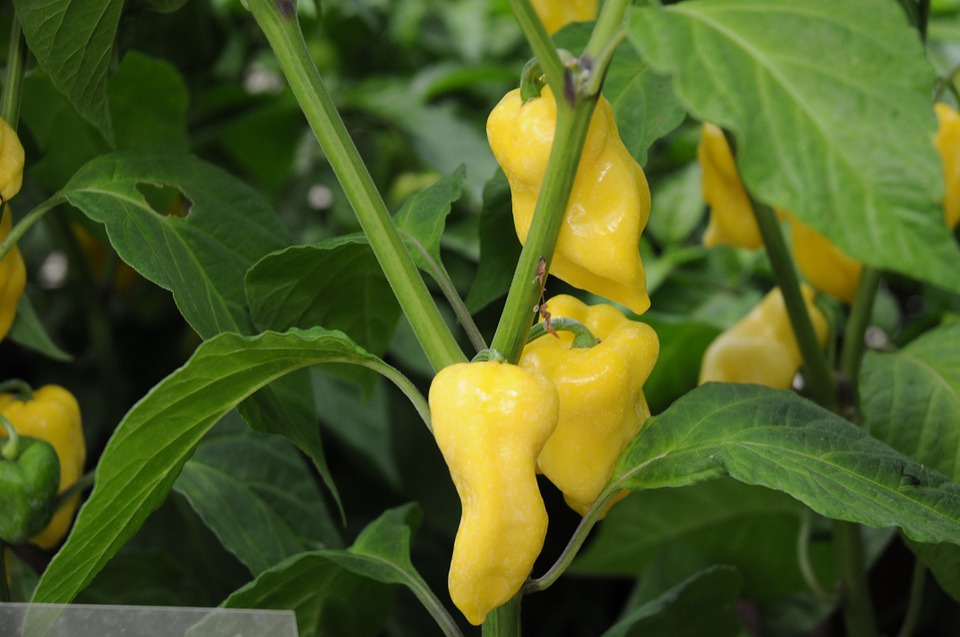 Productos orgánicos en el campo de Yucatán