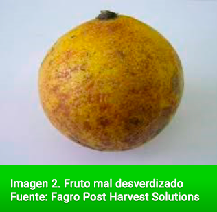 Fruto mal desverdizado Fuente: Fagro Post Harvest Solutions