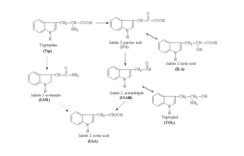 Bacterias productoras de Auxinas.