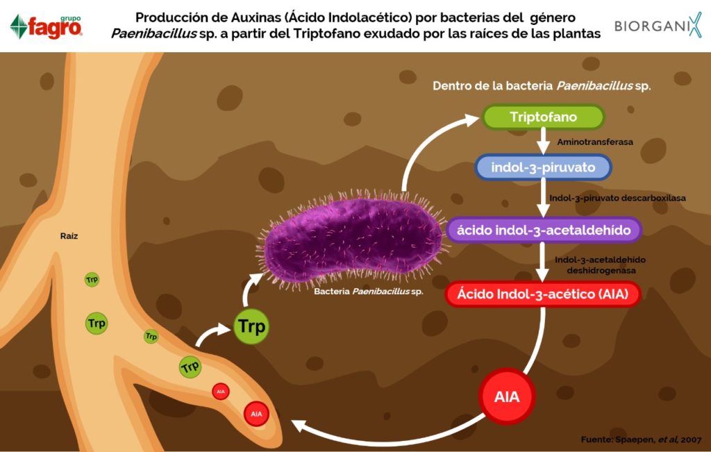 producción de auxinas