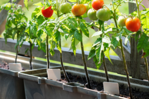 desarrollo en plantas de tomate