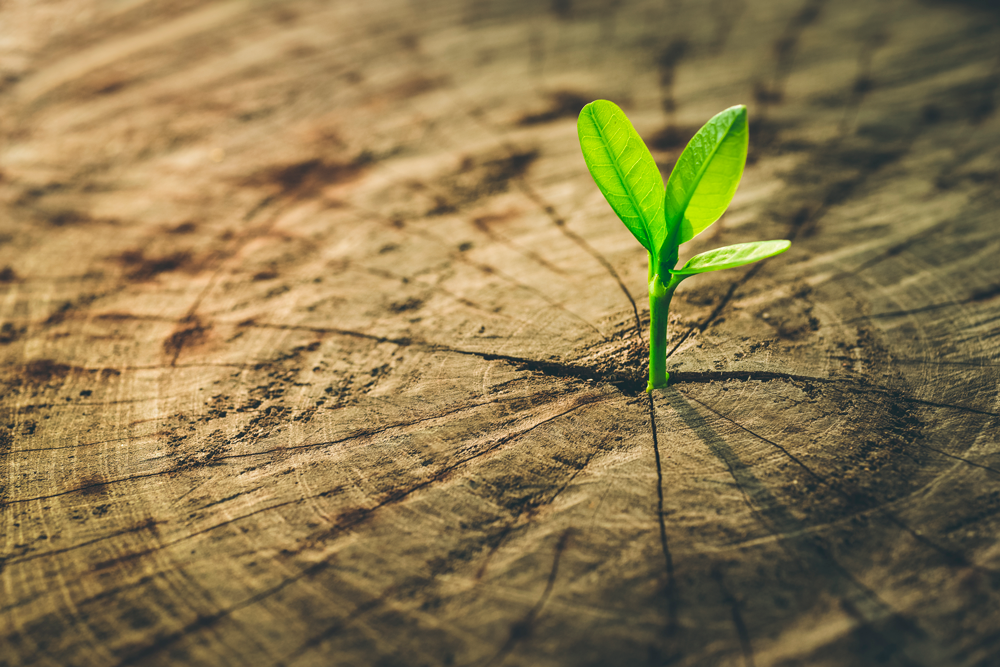 desarrollo de las plantas