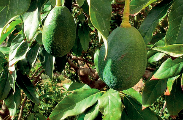 caso de exito en cultivo de aguacate