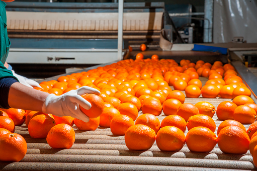 infección de frutos en almacenamiento