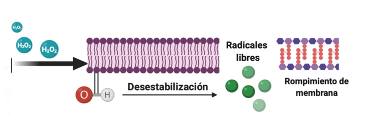 Modo de acción del Peróxido de Hidrógeno