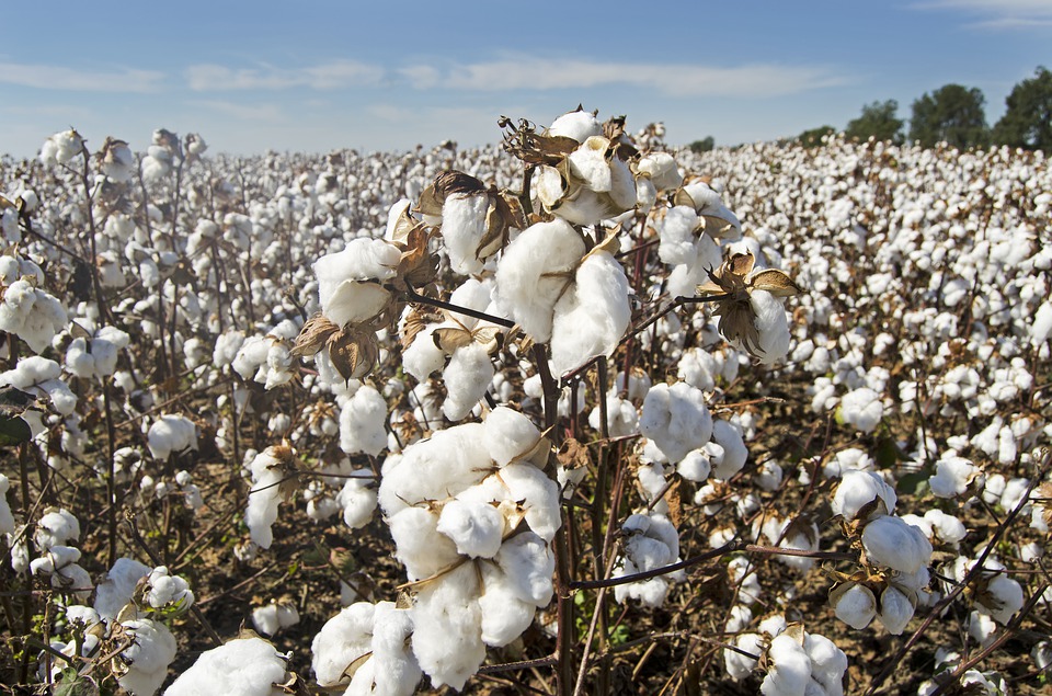 Bioestimulación del cultivo de algodón