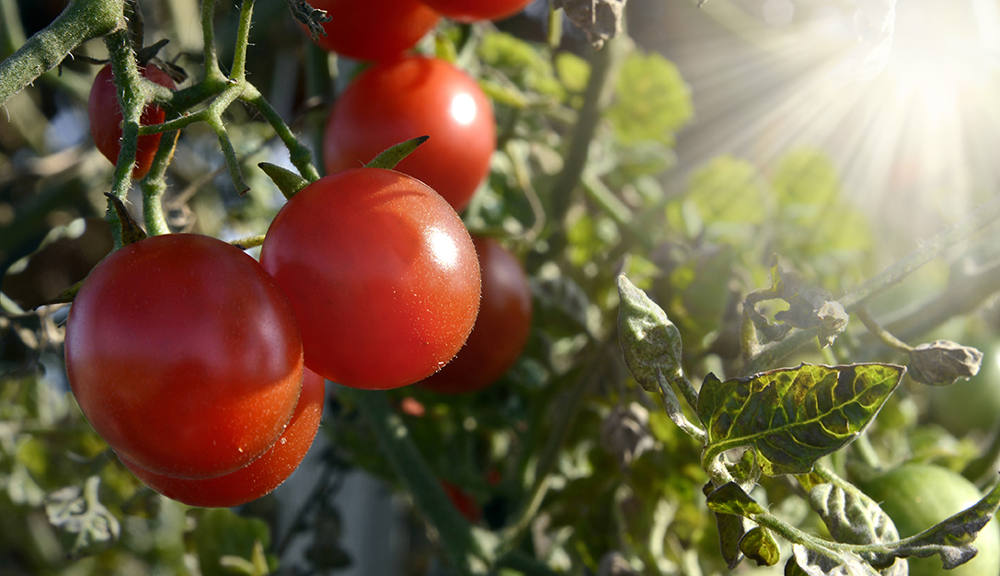 El Potasio desempeña funciones muy importantes para las plantas.