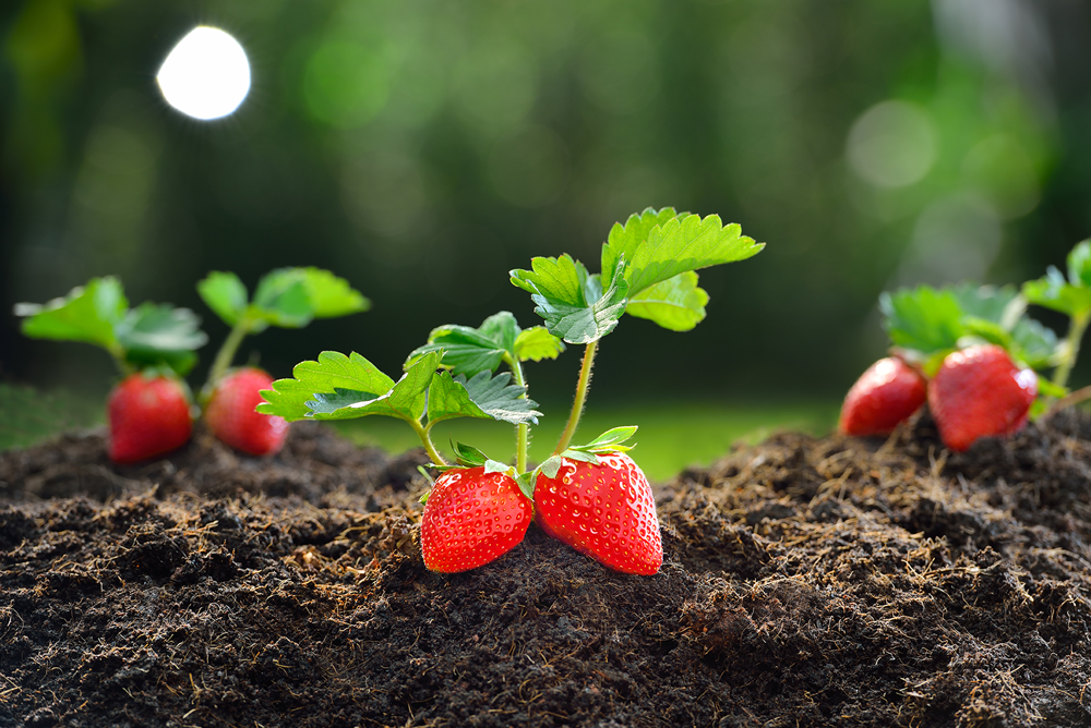 Potasio y Aminoácidos, dupla perfecta para protección ante estrés y engorde de frutos.