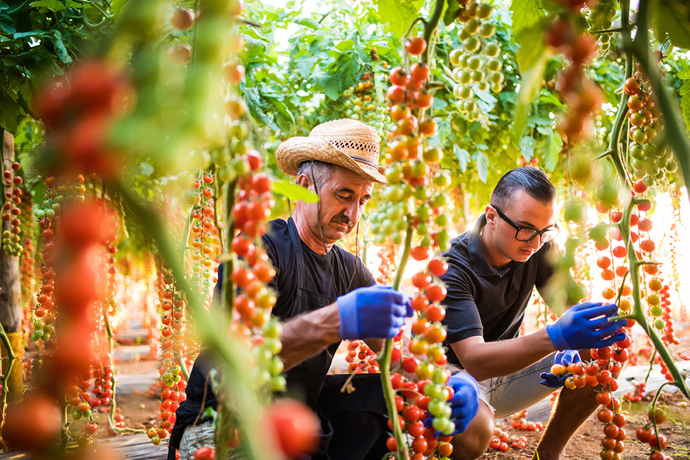 En producción de hortalizas de fruto, granos y frutales el potasio juega un papel vital. 