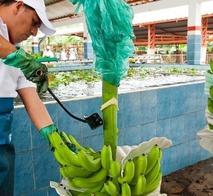Látex de banano un problema que afecta en la limpieza de las superficies de  empaques. - El blog de Fagro. Artículos y noticias sobre agricultura.