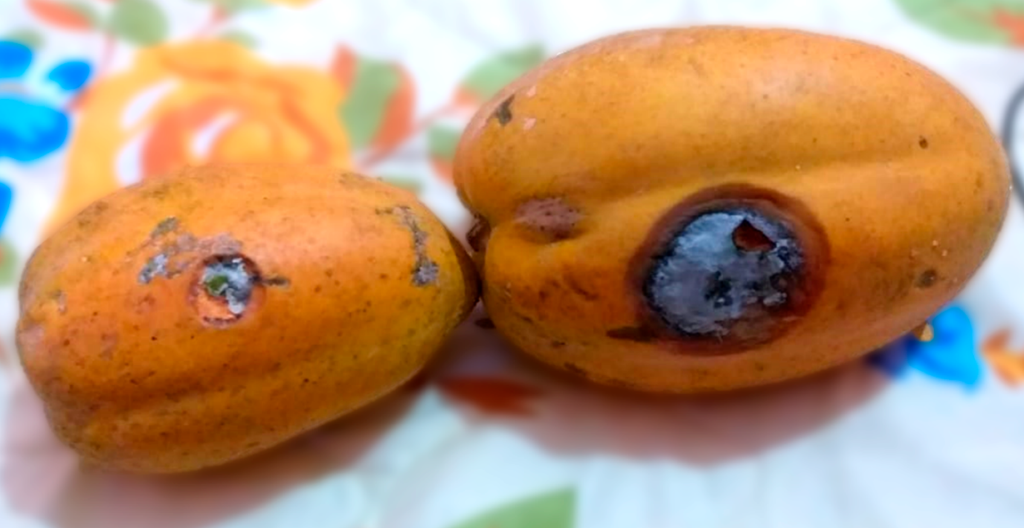 Imagen 1. Daño típico de antracnosis en frutas de papaya. (Foto, GRUPO FAGRO).