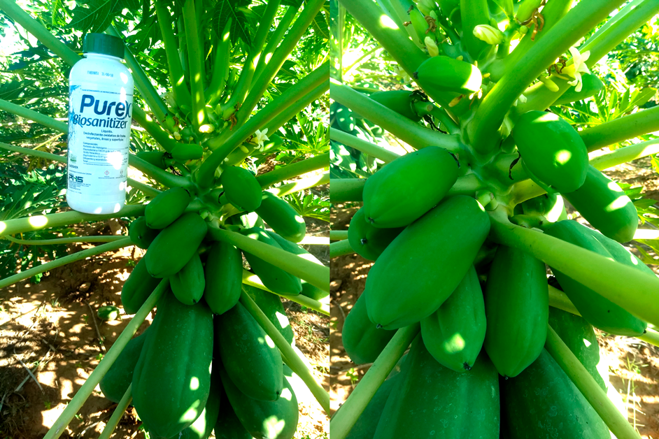 Imagen 2. Flores y frutos de papaya tratados con Purex Biosanitizer.