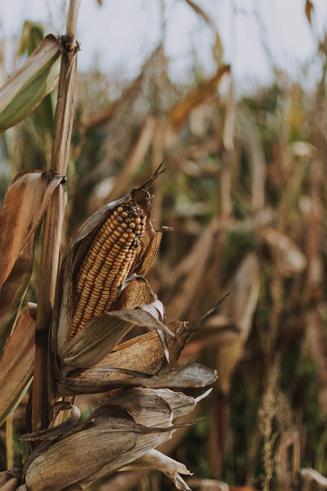 control biológico para plagas del cultivo maíz