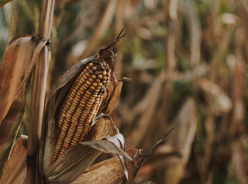 control biológico para plagas del cultivo maíz