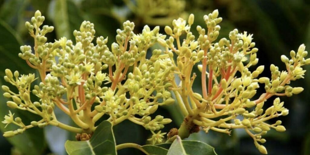 Flores mixtas y determinadas del aguacate en Michoacán.