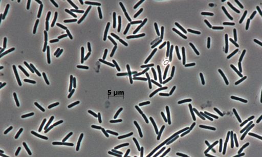 Paenibacillus taichungensis