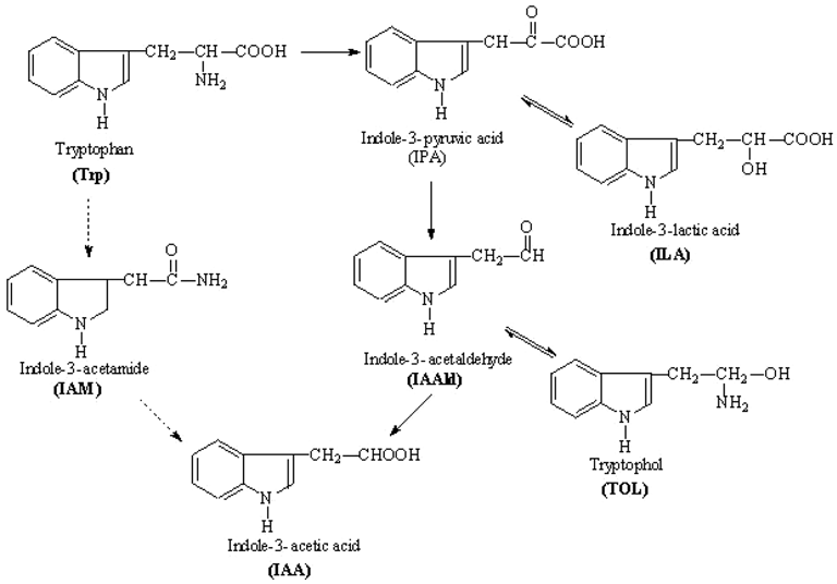 Figura 1: Rutas de síntesis de ácido Indol-3-acético en P. polymyxa, vía IPA y vía IAM (Quyet-Tien, et al., 2008)